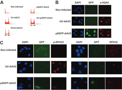 FIG. 7. The rAAV2 vector containing the p5 sequence of AAV2 provokes a DNA damage response