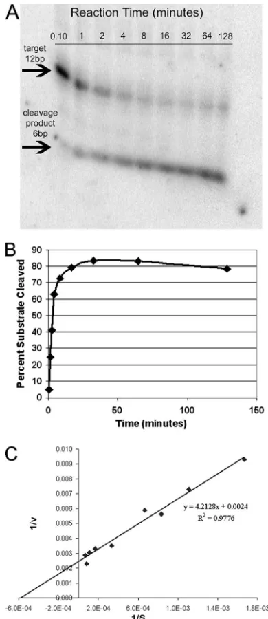 TABLE 3. Summary of in vitro kinetic analyses of hammerheadribozymes designed against HSV-1a