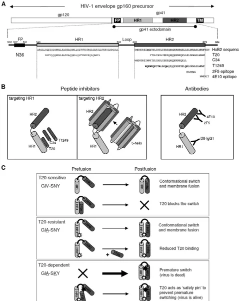 FIG. 1. (A) Schematics of gp160, the gp120 and gp41 subunits (top), and a close-up of the gp41 ectodomain (bottom)