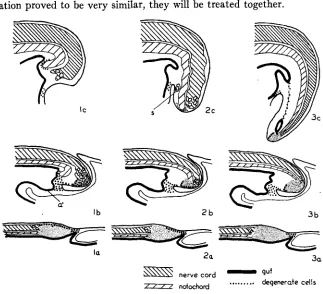 FIGURE I.-Diagrammatic sagittal sections illustrating the important morphological events in the development 