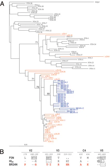 FIG. 2. (A) Phylogenetic tree showing the relationship between the Env V1 to V5 sequences of the parental R5 SHIVvariants, and the ﬁnal X4 SHIV162P3N, the week 20BR24N
