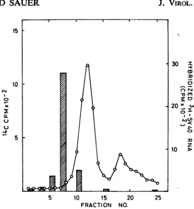 FIG. 5.filterfromployed).bothcontrolbound14C-SV40byDNAdescribedneutralized,cRNA.centrifuged3T3describedtracted Detectioni of SV40 specific DNA sequences infected cells by hybridization with SV40 cRNA