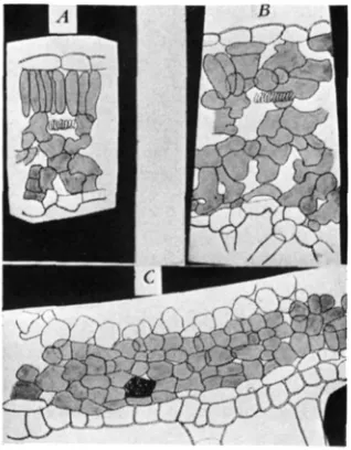 FIGURE 2.-Drawings from freehand sections green portion of a leaf. phyll. normal-green and two pale-green stripes; the subepidermal cells in the pale regions of fresh tomato leaves and stem