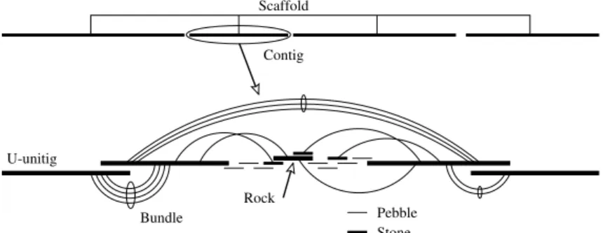 Fig. 4. Anatomy of a scaffold. A scaffold is a collection of ordered contigs with approximately known distances between them