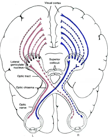 Figure 2.1: Visual Pathway Structure from [20]