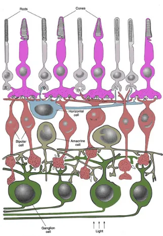 Figure 2.3: Distribution of Rods and Cones in Retina from [1]