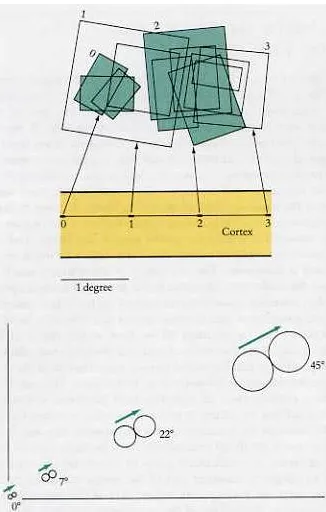 Figure 2.8: ‘Ice-Cube model’ of the cortex. The ﬁgure shows the division of the cortexinto 2 sets of slabs , one for ocular dominance and one for orientation, from Hubel [26].
