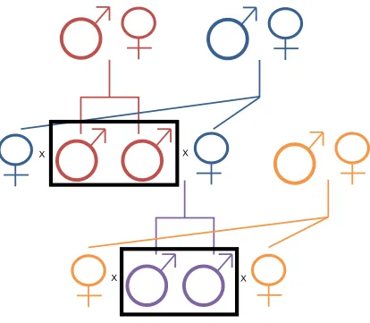 Figure 2.4 Experimental animal crossing scheme. Animals in the black boxes are the 