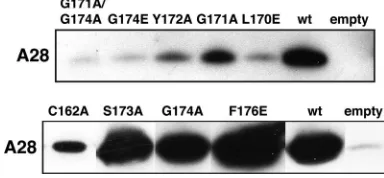 FIG. 2. Effects of point mutations in a conserved segment of H2 on complementation of infectivity