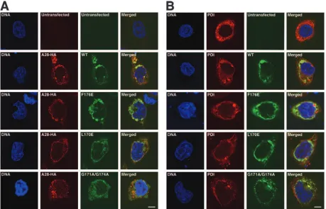 FIG. 6. Localization of wild-type H2 and mutated forms of H2 in transfected cells. Uninfected cells cotransfected with an empty vector plasmid(untransfected) or a plasmid encoding wild-type (WT) or mutated versions of H2-V5 along with a second empty vector plasmid (untransfected)