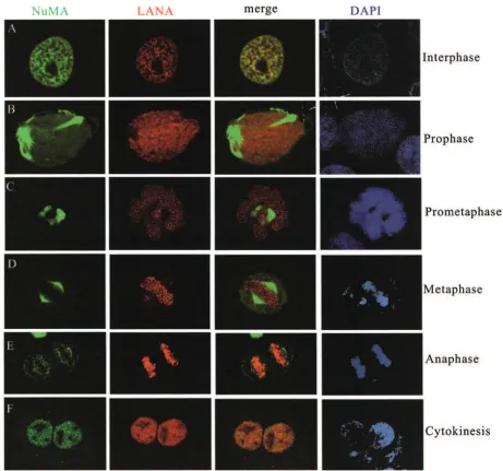 FIG. 2. NuMA and LANA colocalize in a cell cycle-dependent manner. U2OS cells cotransfected with GFP-NuMA and RFP-LANA weresynchronized at speciﬁc cell cycle stages as indicated