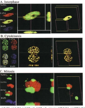 FIG. 3. Colocalization of NuMA and LANA in U2OS cells. U2OS cells expressing GFP-NuMA and RFP-LANA were synchronized atinterphase (A), cytokinesis (B), and metaphase (C)