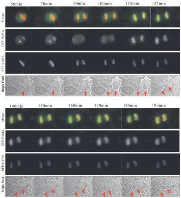 FIG. 5. NuMA and LANA reunite in daughter nuclei after cytokinesis. U2OS cells were transfected with GFP-NuMA and RFP-LANA andsynchronized at mitosis