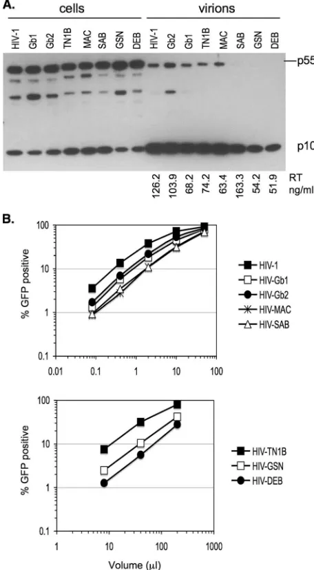FIG. 2. Characterization of lentiviral CA chimeras. (A) 293T cells(10-cm dishes) were transfected with wild-type or chimeric HIV-1