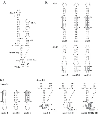FIG. 1. (A) The two stem-loops (SL-A and SL-C) and one pseudoknot structure (PK-B) within the 5�(B) Site-directed mutations introduced into SL-A, SL-C, and PK-B