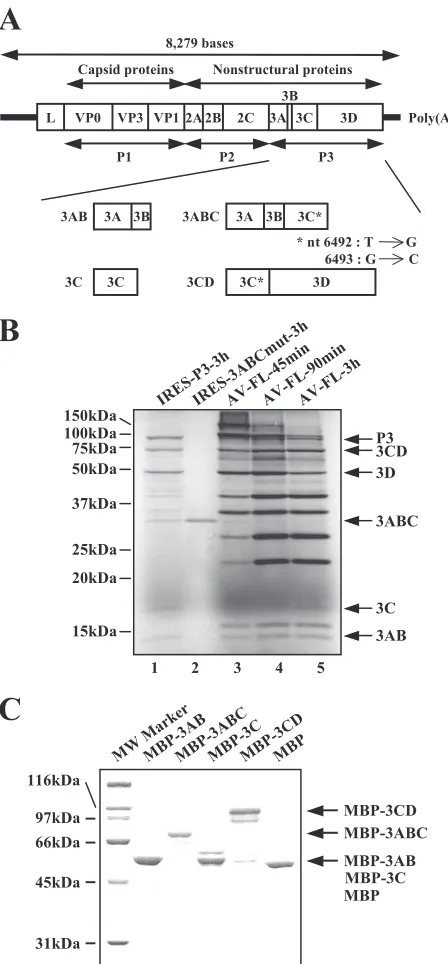 FIG. 2. (A) Schematic diagram of the Aichi virus genome and theP3 nonstructural proteins (3AB, 3ABC, 3C, and 3CD) expressed as