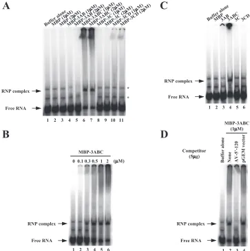 FIG. 3. Gel shift assay of the interactions of the recombinant P3 proteins with an RNA probe consisting of the 5�(A) The labeled RNA probe was incubated with puriﬁed MBP-3AB, MBP-3ABC, MBP-3C, MBP-3CD, or MBP to form an RNA-protein complex.The resulting co