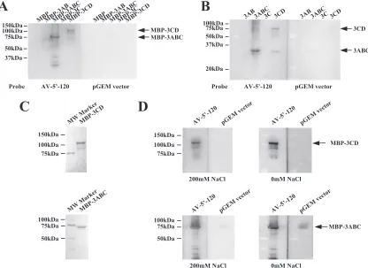 FIG. 4. Northwestern blot analysis of the interactions of the recombinant P3 proteins with the RNA probe consisting of the 5�the genome