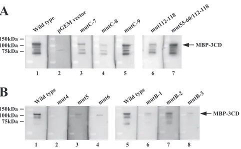 FIG. 7. Effect of the mutations introduced into SL-C or stem-B2(A) or SL-A or stem-B1 (B) on the interaction with 3CD