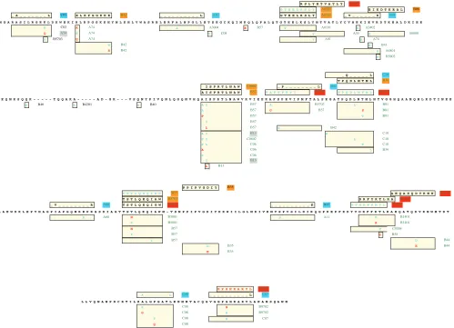 FIG. 1. Epitope map of p17 and p24 of Gag showing individual associations and immunological sets