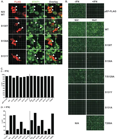 FIG. 8. The conserved T/S SSP motif is essential for STAT1 relocalization and IFN signaling evasion