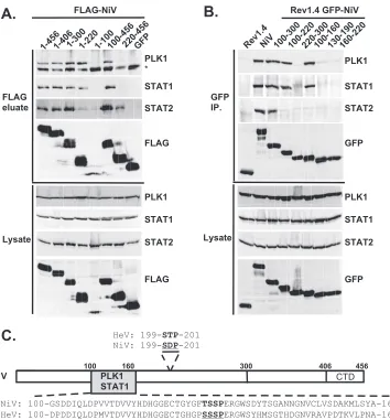 FIG. 2. PLK1 binds Nipah virus V protein via the STAT1 binding domain. (A) Selective PLK1, STAT1, and STAT2 binding to Nipah virus V(NiV) fragments