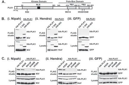 FIG. 3. The PLK1 PBD is necessary and sufﬁcient to mediate HenipavirusN-terminal kinase domain containing residue K82, which is required for ATP binding, and the C-terminal PBD containing residues W414, H538,and K540, which are required for contact with ph