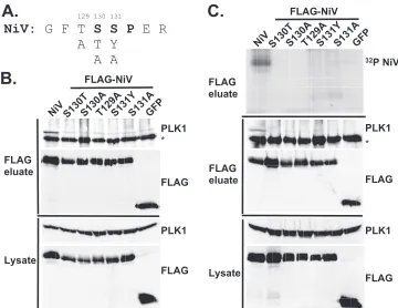 FIG. 4. Nipah virus V protein PLK1 interaction and phosphorylation require a consensus motif surrounding serine 130