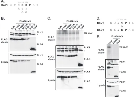 FIG. 5. Hendra virus V protein PLK1 interaction and phosphorylation require an alternate consensus motif surrounding threonine 200.(A) Selected residues of the conserved SSSP motif were mutated as indicated