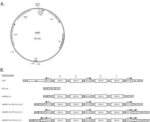 FIG. 1. plasmid backbone used to introduce the MCS and engineered origins of DNA synthesis tested in the present study