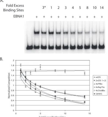 FIG. 2. Rank order of the afﬁnity of EBNA1 for its binding sites in origins of DNA synthesis as determined by competitive EMSA