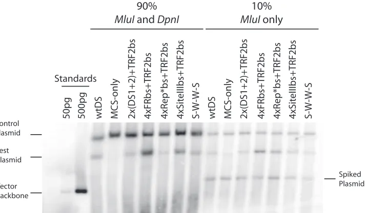 FIG. 3. The efﬁciency of the initiation of DNA synthesis from engineered origins containing TRF2-half-binding sites correlates with the afﬁnityof EBNA1 for its origin-binding sites
