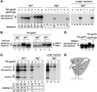 FIG. 1. Effects of Mn230 min (lanes 2 and 4) or left untreated (lanes 1 and 3) before being resolved by SDS-PAGE