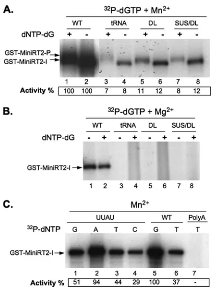 FIG. 2. Effects of Mn25 in panel C). The initiation (GST-MiniRT2-I) and polymerization(DL), a deletion of the apical loop plus sequences of the upper stem(SUS/DL), or a single-nucleotide substitution (C-to-U) at the internalbulge (UUAU); and poly(A) RNA