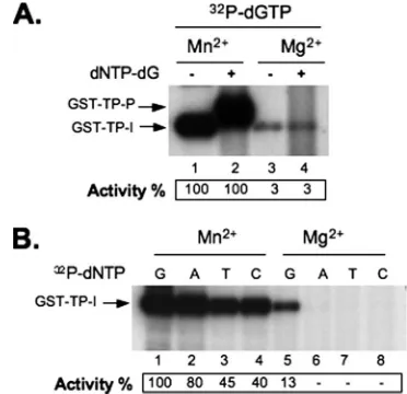 FIG. 5. Effects of Mn2tiation) (A, lanes 1 and 3) or further supplementation with unlabeleddNTP-dG (for polymerization) (A, lanes 2 and 4)