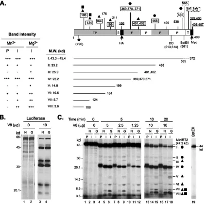 FIG. 6. Partial V8 proteolysis of primed MiniRT2. (A) Schematic diagram of MiniRT2 domain structure and summary of digestion results.MiniRT2 is denoted as a box on the top with its domain and subdomain designation