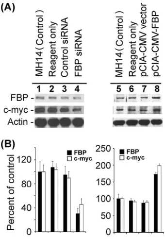 FIG. 11. Effect of down- or up-regulation of FBP on c-mycsion in MH14 cells. (A) FBP expression in MH14 cells was eitherreduced by transfection of FBP siRNA (lanes 1 to 4) or enhanced bytransfection of pCIA-CMV-FBP (lanes 5 to 8)