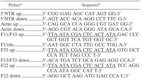 TABLE 1. Primers used in this study
