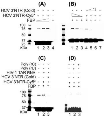 FIG. 2. Speciﬁcity of interaction between FBP and HCV 3�(A) Cross-linking of Cy5-labeled HCV 3with FBP as a function of increasing FBP concentration