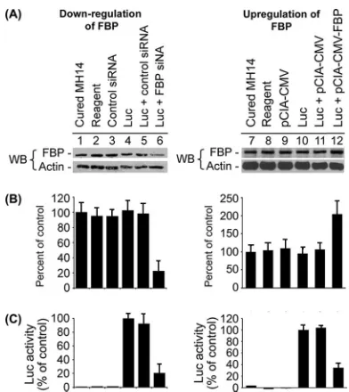 FIG. 5. Effects of down-regulation and up-regulation of FBP on thetranslation of Luc-HCV RNA replicon in cured MH14 cells