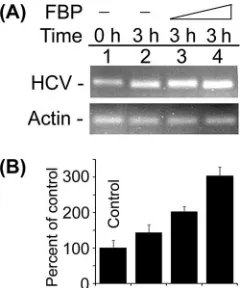 FIG. 7. Stimulation of in vitro HCV replication in cell-free repli-cative lysate of MH14 cells by the addition of puriﬁed FBP
