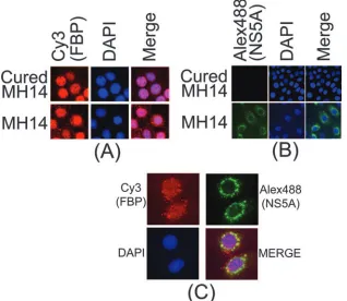 FIG. 10. Cellular localization of FBP and NS5A in MH14 cells. (A) Localization of FBP in MH14 cells and cured MH14 cells
