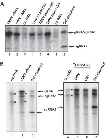 FIG. 10. Replication of three tombusvirus gRNAs in the cell ex-tract. (A) The standard cell extract was programmed with the vRNAs