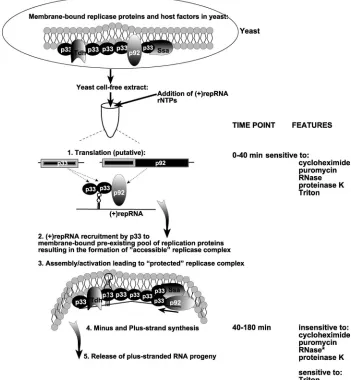 FIG. 11. Model of the activities taking place in the cell extract programmed with repRNA and sensitivity of the replicase-RNA complex toRNase, proteinase, and Triton X-100