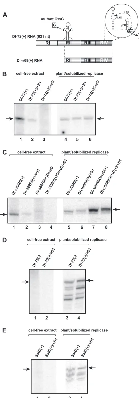 FIG. 2. The cell-free yeast extract shows high template speciﬁcitycompared with the detergent-solubilized tombusvirus replicase prepara-