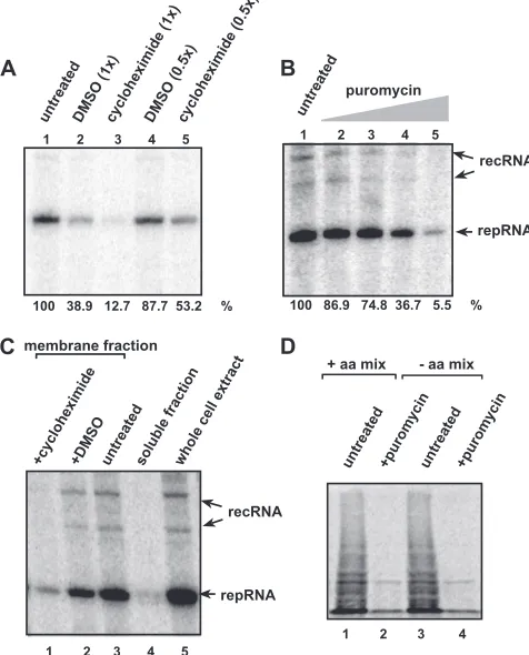 Fig. 7, lanes 1 and 2). On the other hand, replication was
