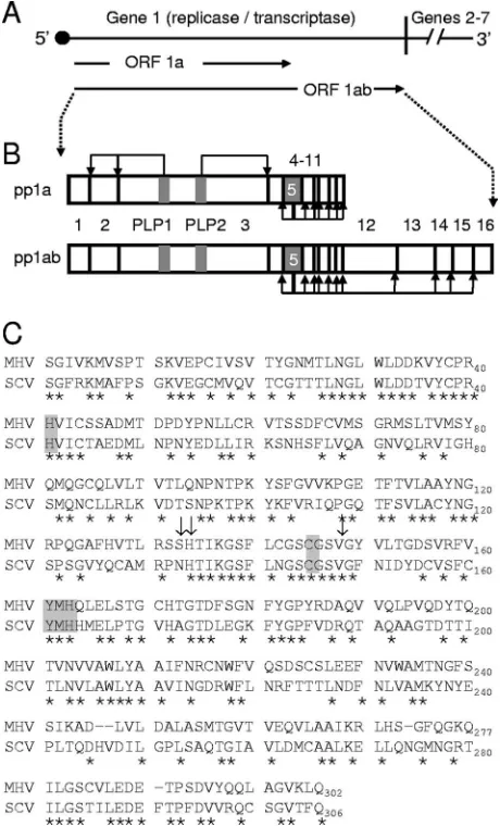 FIG. 1. MHV proteolytic processing of the ORF1ab polyproteinand comparison of MHV and SARS-CoV nsp5 sequences