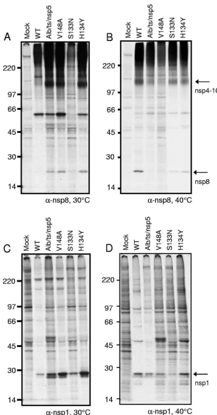 FIG. 4. Activity of PLP1 and nsp5 (3CLpro) in processing replicasensp1 and nsp8. Cytoplasmic lysates were generated from radiolabeled
