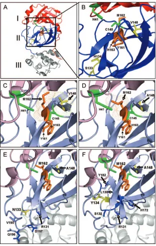 FIG. 5. Structural models of MHV nsp5s from WT, Alb/ts/nsp5/V148A, nsp5/S133N/V148A, and nsp5/H134Y/V148A viruses