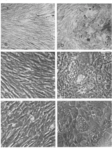 FIG. 1.infectedatinfected 41 Effects of temperattare onl morphology of cells in2fected wit/i RSV-BH-Ta
